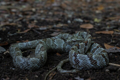 Puffing Snake photo 3