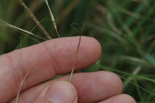 Image of White Speargrass (Aristida leptopoda) by (c) Greg Tasney, some rights reserved (CC BY-SA)