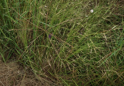 Image of White Speargrass (Aristida leptopoda) by (c) Greg Tasney, some rights reserved (CC BY-SA)
