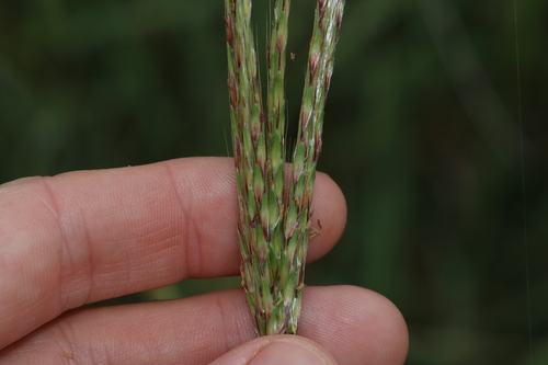 Image of Bothriochloa Biloba (Bothriochloa biloba) by (c) Greg Tasney, some rights reserved (CC BY-SA)