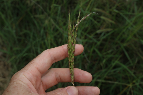 Image of Bothriochloa Biloba (Bothriochloa biloba) by (c) Greg Tasney, some rights reserved (CC BY-SA)