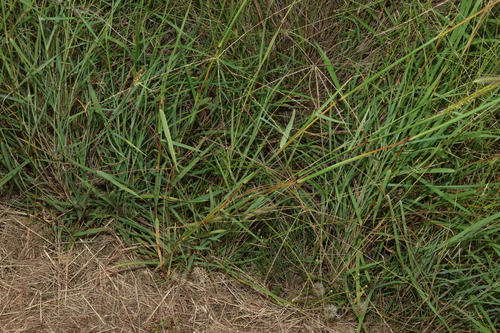 Image of Bothriochloa Biloba (Bothriochloa biloba) by (c) Greg Tasney, some rights reserved (CC BY-SA)