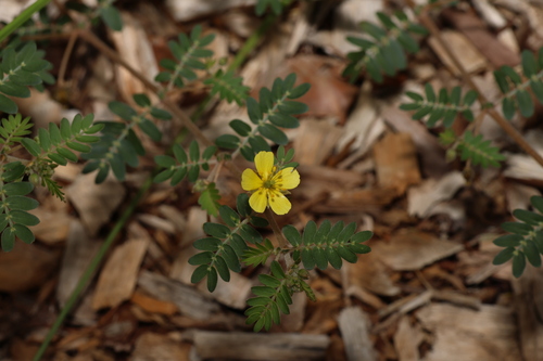Tribulus micrococcus (Tribulus micrococcus)