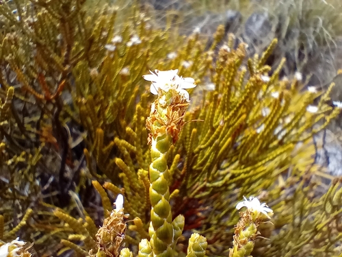 Image of Veronica lycopodioides by (c) John Barkla, some rights reserved (CC BY)