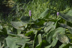 Pontederia sagittata