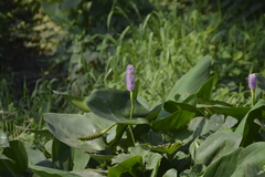 Pontederia sagittata