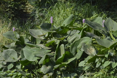 Pontederia sagittata
