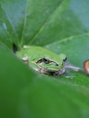 Hyla japonica