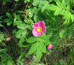 Rosa davurica