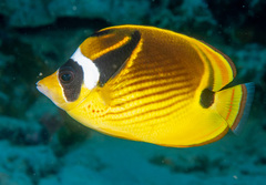 Raccoon Butterflyfish photo 5