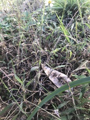 Digitaria horizontalis