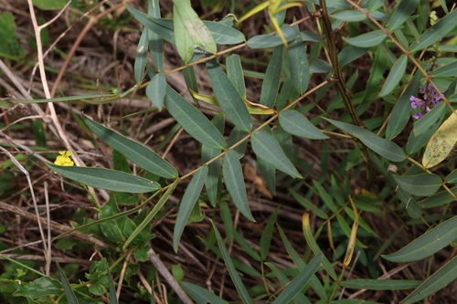 Image of Senna barclayana by (c) Greg Tasney, some rights reserved (CC BY-SA)