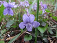 Viola rostrata