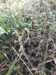 Digitaria horizontalis