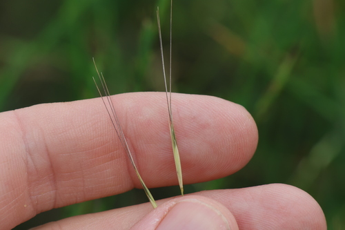 Image of White Speargrass (Aristida leptopoda) by (c) Greg Tasney, some rights reserved (CC BY-SA)