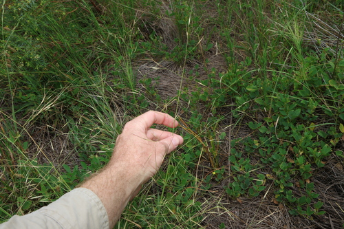 Image of Aristida leptopoda by (c) Greg Tasney, some rights reserved (CC BY-SA)