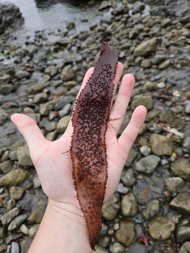 Sarcothalia radula, 2024-01-18