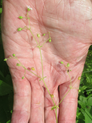 Stellaria cuspidata prostrata