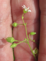 Stellaria cuspidata prostrata