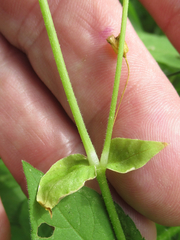 Stellaria cuspidata prostrata