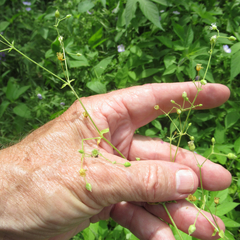 Stellaria cuspidata prostrata