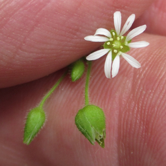 Stellaria cuspidata prostrata