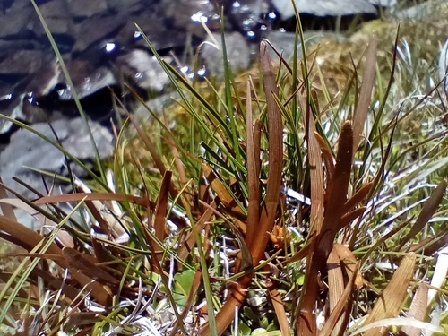 Berggren's sedge (Carex talbotii)