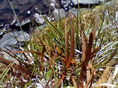 Berggren's sedge (Carex berggrenii)
