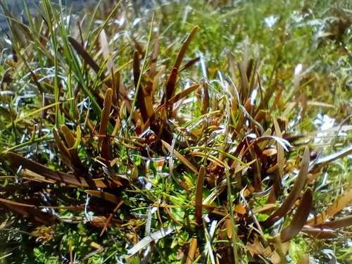 Image of Carex talbotii by (c) John Barkla, some rights reserved (CC BY)