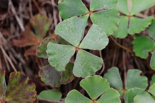 Short-fruit Nardoo (Marsilea hirsuta)