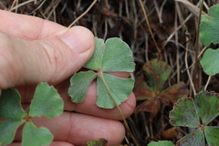 Marsilea hirsuta, photograph (c) Greg Tasney, some rights reserved (CC BY-SA)