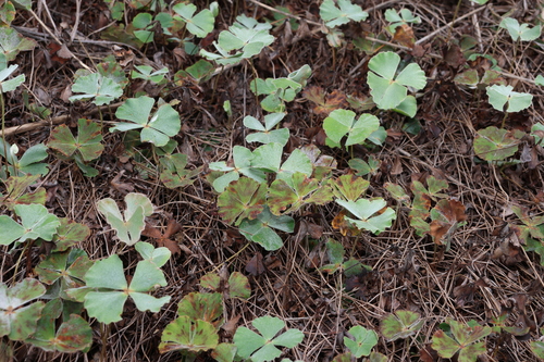 Image of Marsilea hirsuta by (c) Greg Tasney, some rights reserved (CC BY-SA)