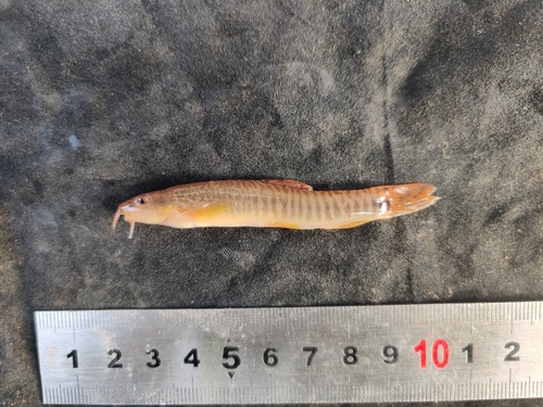 Vinciguerra's Loach