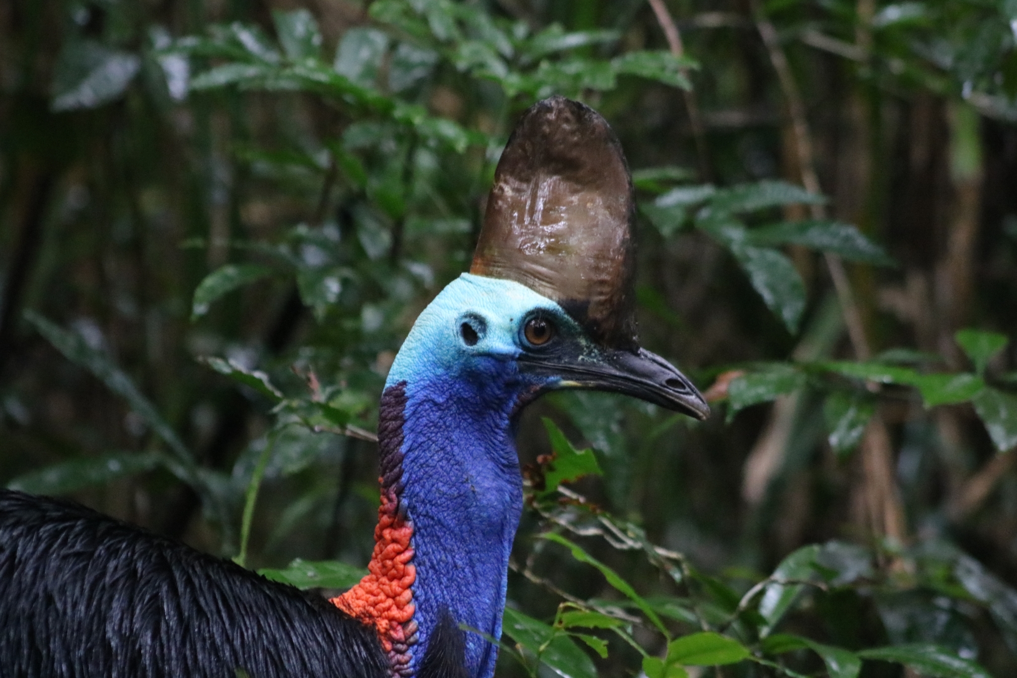 Southern Cassowary illustration