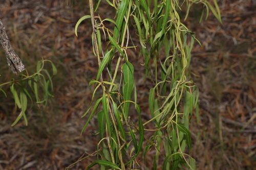 Image of Parsonsia eucalyptophylla by (c) Greg Tasney, some rights reserved (CC BY-SA)