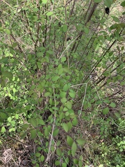 Lonicera involucrata