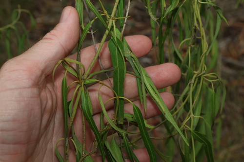 Image of Parsonsia eucalyptophylla by (c) Greg Tasney, some rights reserved (CC BY-SA)