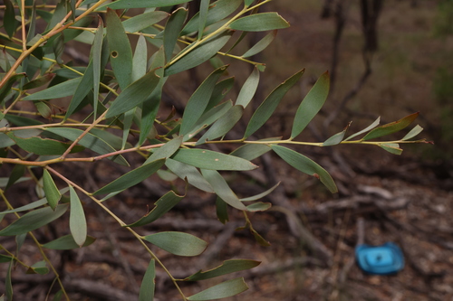 Yarran (Acacia melvillei)