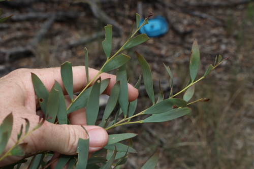 Image of Acacia melvillei by (c) Greg Tasney, some rights reserved (CC BY-SA)