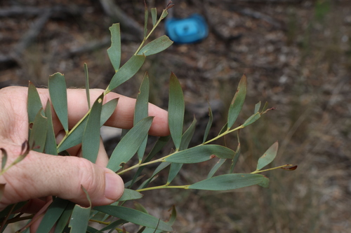 Image of Acacia melvillei by (c) Greg Tasney, some rights reserved (CC BY-SA)
