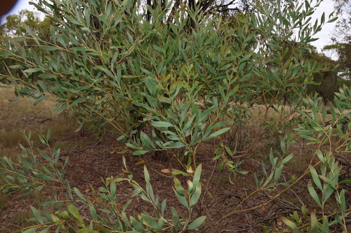 Image of Acacia melvillei by (c) Greg Tasney, some rights reserved (CC BY-SA)