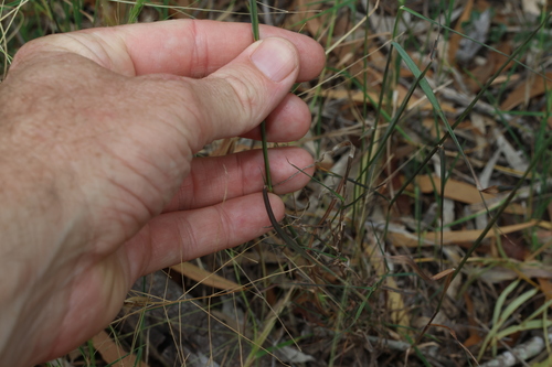 Image of Cotton Grass (Digitaria brownii) by (c) Greg Tasney, some rights reserved (CC BY-SA)