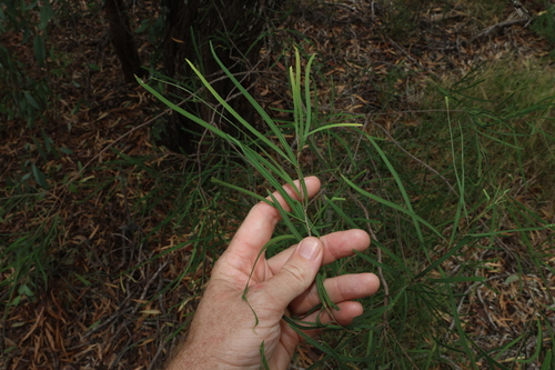 Image of Cattle Bush (Alectryon oleifolius) by (c) Greg Tasney, some rights reserved (CC BY-SA)