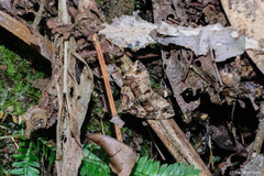 Chaetolopha incurvata