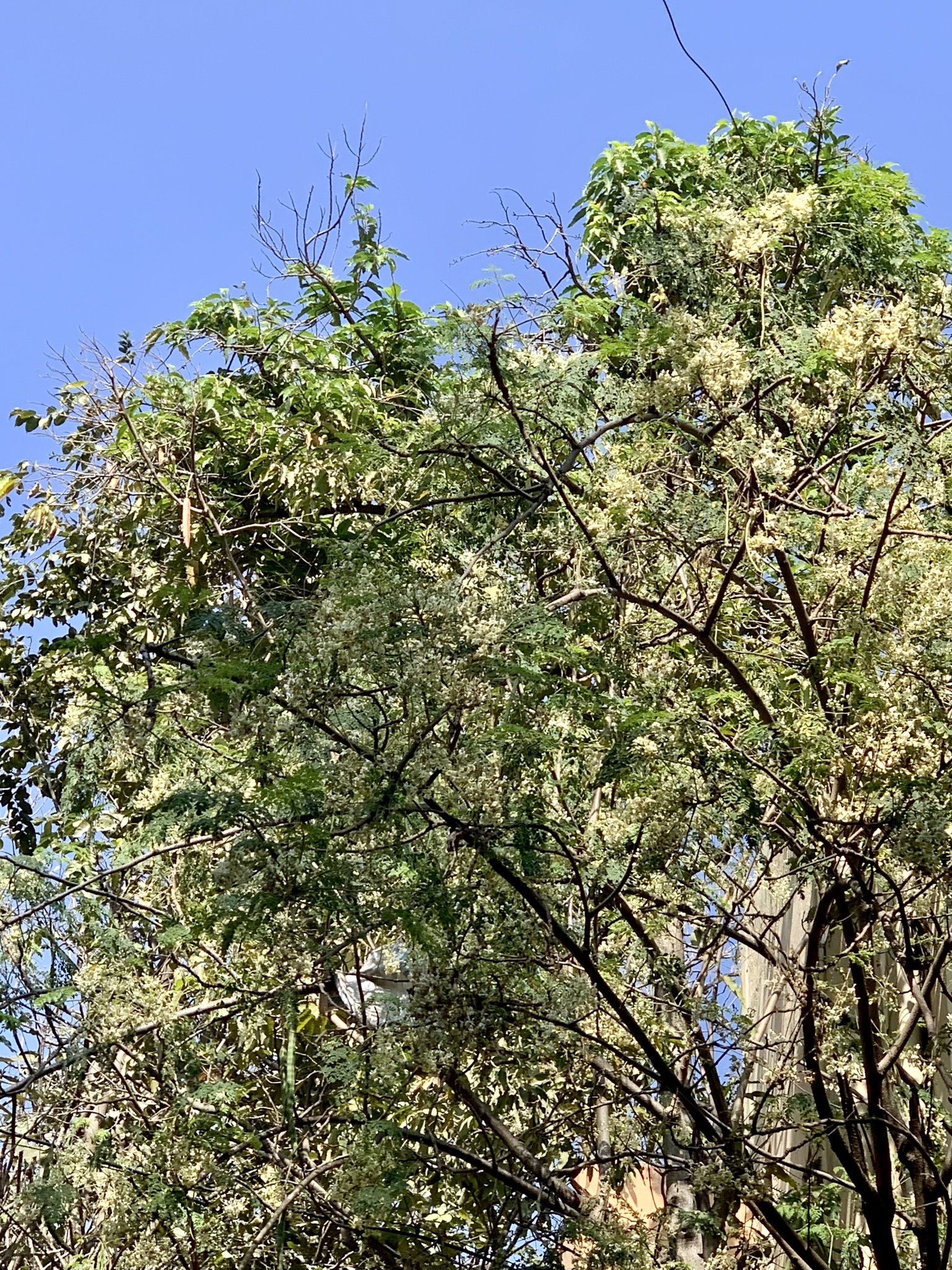 Imagem de Moringa