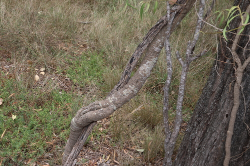Image of Parsonsia eucalyptophylla by (c) Greg Tasney, some rights reserved (CC BY-SA)