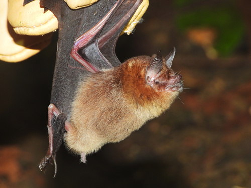 Sooty Moustached Bat (Pteronotus quadridens) — Least Concern Mammalia