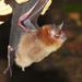 Sooty Moustached Bat - Photo (c) diomedea_exulans_li, some rights reserved (CC BY-NC)
