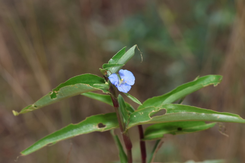 Commelina lanceolata (Commelina lanceolata)