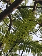 Peltophorum pterocarpum